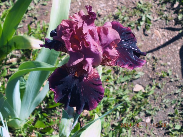 Long's Iris Gardens - Boulder