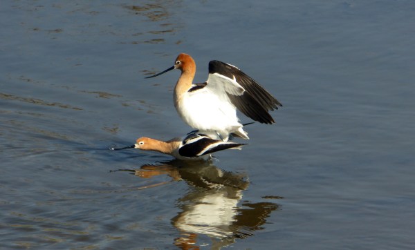 Avocets on Clear Creek near Kipling Blvd