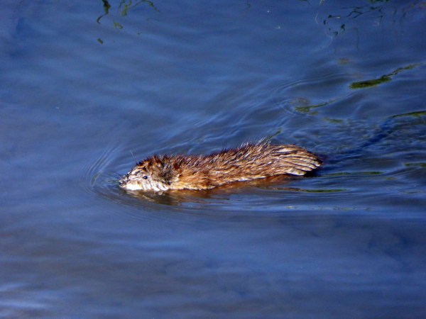 Clear Creek Muskrat