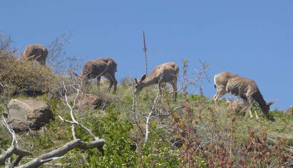Clear Creek Canyon Deer. Notice how scrawny they are
