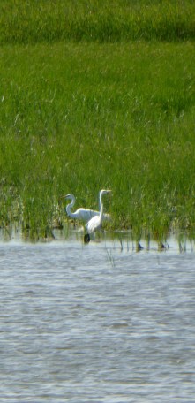 2016 - 06 - 08 - Cheyenne Bottoms - 2a