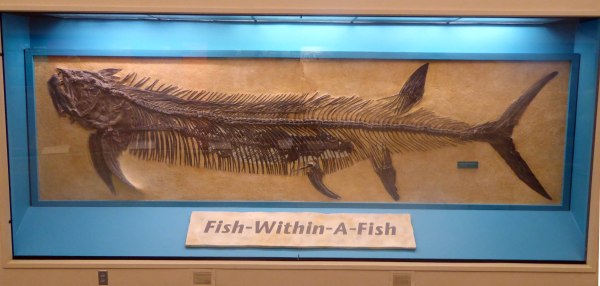 Gillicus Inside Xiphactinus. Sometime around 70 million years ago