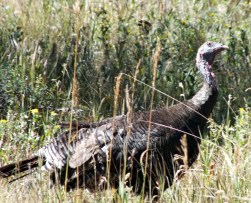 2016 - 08 - RMNP - 24a