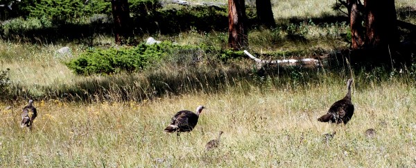 2016 - 08 - RMNP - 26a
