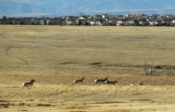 Pronghorn Antelope where the prairie met development in Aurora, Colorado, November 2011