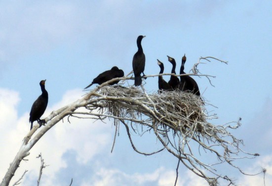 2016-may-11-clear-creek-tabor-lake-1