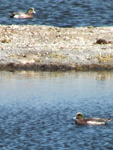 American Wigeons, Lowell Ponds, October 17, 2016