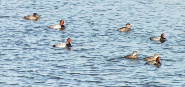 Rednecks at Lowell Ponds