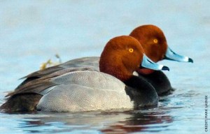 redhead-ducks-2