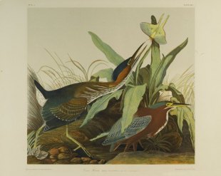 brooklyn_museum_-_green_heron_-_john_j-_audubon