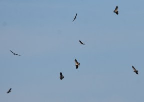 2018 - 10 - 02 - Kansas - 128 - Quivera - Hawks