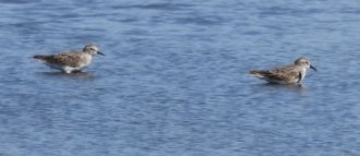 2018 - 10 - 02 - Kansas - 82 - Quivera - Semipalmated Sandpiper - a