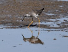 2018 - 10 - 02 - Kansas - 97 - Quivera - Greater Yellow Legs