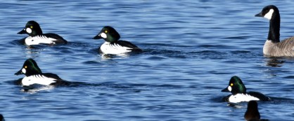 2019 - 01 - 08 - windsor - 06 - golden eyes- edited