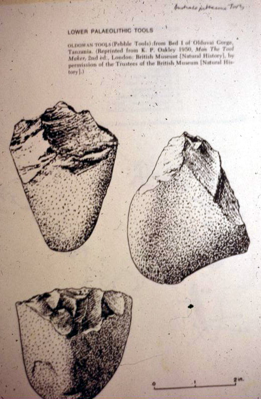 Australopithecus Tools