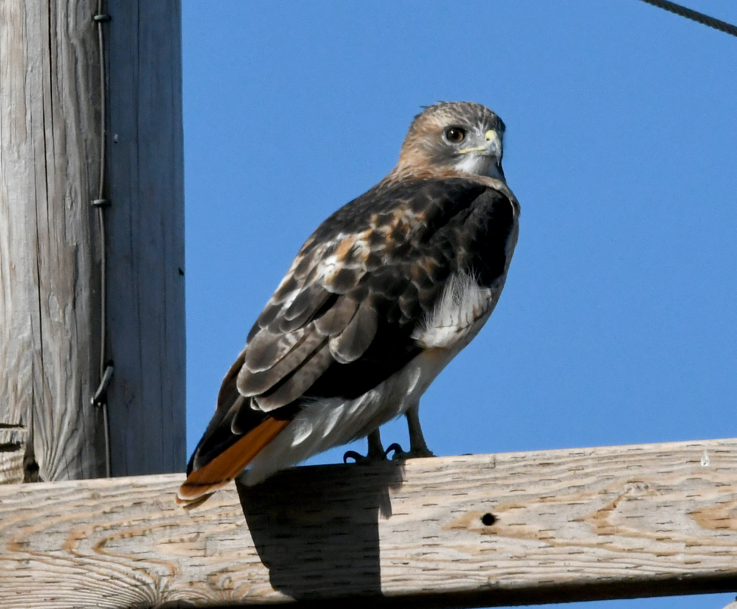 Kansas Raptors Raptors – getting through the first winter; it ain’t easy. | View from ...